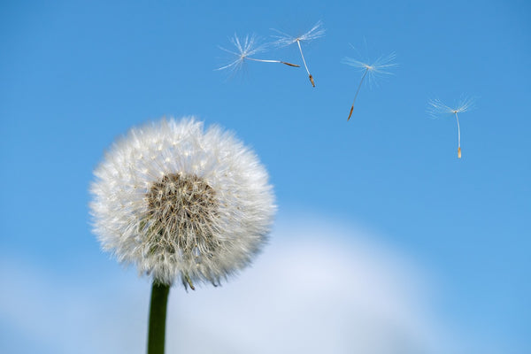 Seasonal Allergy Support