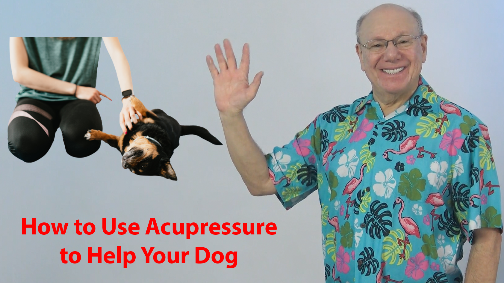 How to Help Your Dog Be Happier