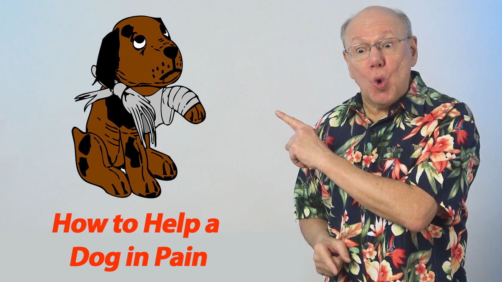 How to Help Your Dog Be Happier